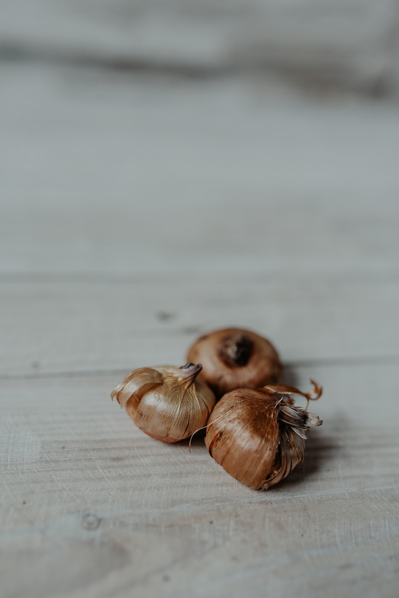 cebula mieczyka